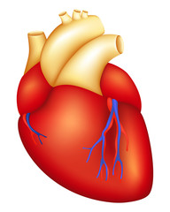 Heart