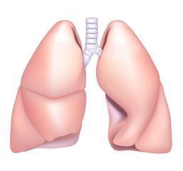 Lung