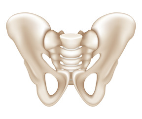 Pelvis