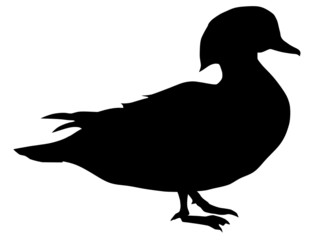 silhouette of mandarin duck