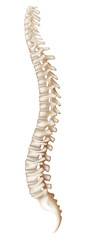 Spine