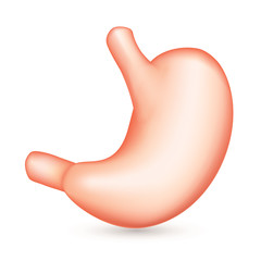 Fototapeta premium Stomach