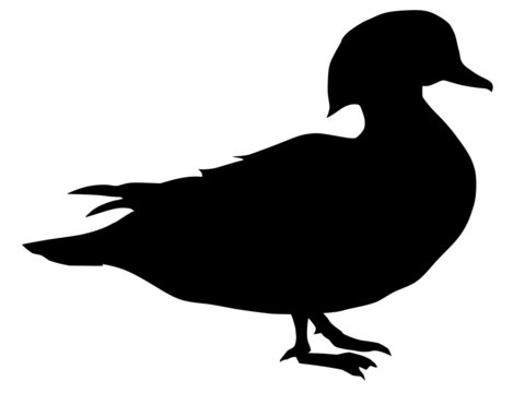 silhouette of mandarin duck