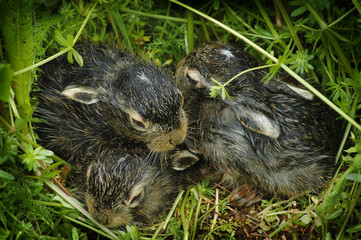 Baby bunnies on green grass