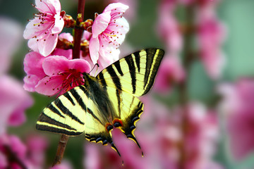 Fleur et papillon © ataly