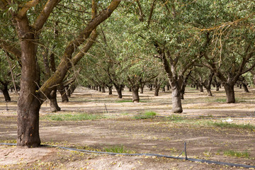 Mandelbaum Plantage USA