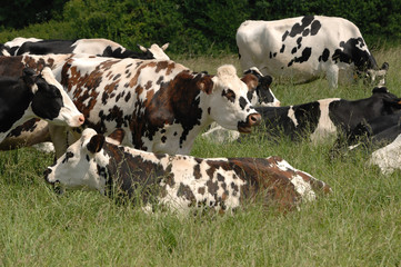 vache au champ