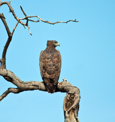 Martial Eagle sitting on a branch