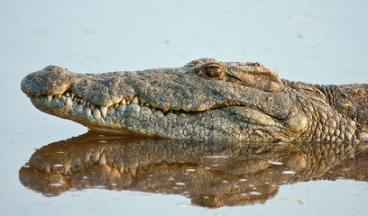 Naklejka premium Crocodile lying in still water with clear reflection