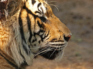 tigre profil gros plan © benetma