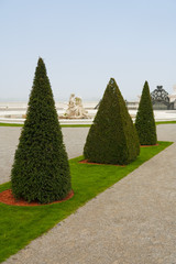 pyramid shaped trees
