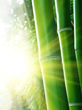 Bamboo and bright sunshine