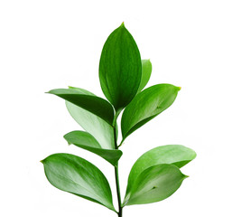 Young Green Plant