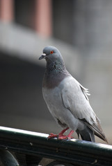 colombo