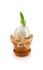 Garlic in  flowerpot with new green sprout