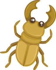 beetle