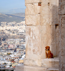 Hund H&auml;user Stadt Gro&szlig;stadt