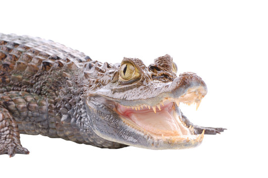 alligator isolated on a white