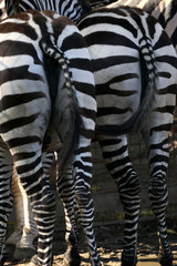 Grantzebra von hinten
