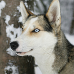 Obraz premium Husky