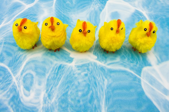 Spring Chickens