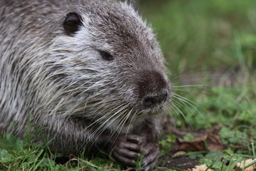 Naklejka premium Nutria