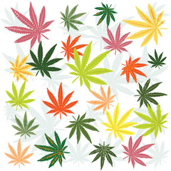 Marijuana leaves