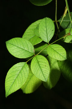 feuille compos&eacute; d'un rosier