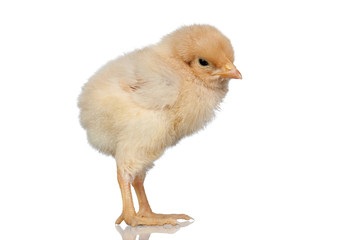 Obraz premium Little yellow chicken