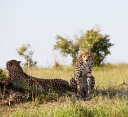 Gepard © Galyna Andrushko