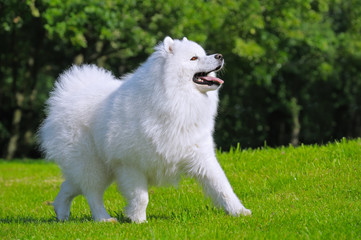 Samoyed dog - Champion of Russia