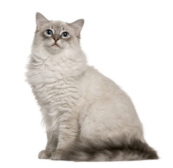 Profile of a grey Ragdoll, sitting and looking up