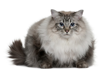 Front view of Ragdoll, sitting and looking at the camera