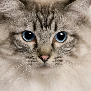 close up of a Ragdoll (2 years old)
