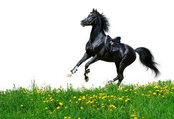 Arabian stallion gallops in field