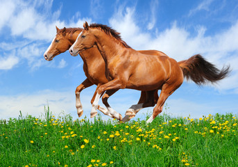 Two stallions gallop in field