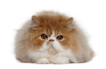 Front view of Persian lying down and looking at the camera