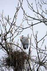 Grey Heron by nest in  bare tree looking at viewer