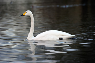 Whooper Swan (Cygnus sygnus) swimming across a lake