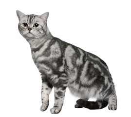 British Shorthair standing and looking at the camera