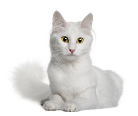 Obraz premium Front view of Turkish Angora, lying down and looking the camera