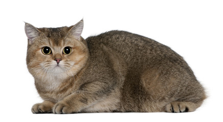 Side view of British Shorthair lying down and looking the camera