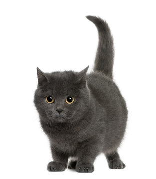 Front view of Chartreux (8 months old), standing