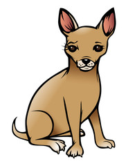 chihuahua dog