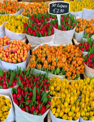 Tulips in Amsterdam
