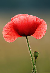 Der Mohn