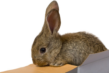 close-up gray rabbit climbing out from the box as a gift macro