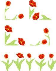Red tulips isolated on white background