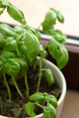 Fresh Basil - Ingredient for Mediterranean food
