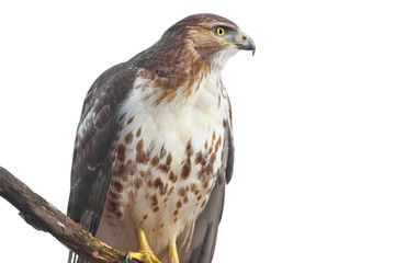 Red-tailed Hawk Isolated